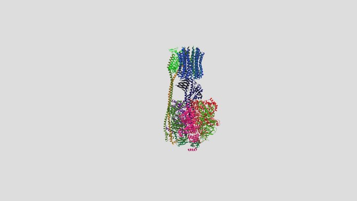 ATP Synthase