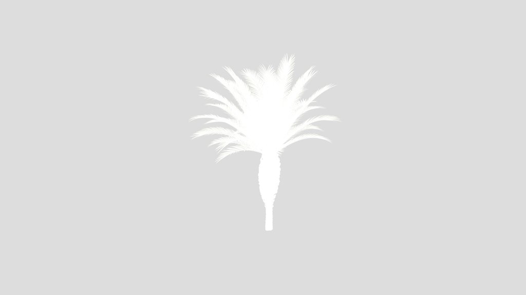 Palma Phoenix Canariensis Small