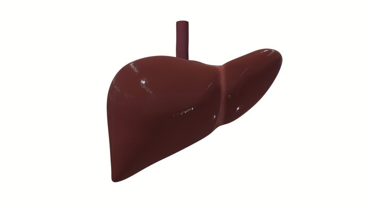 Human liver and gallbladder 3D Model