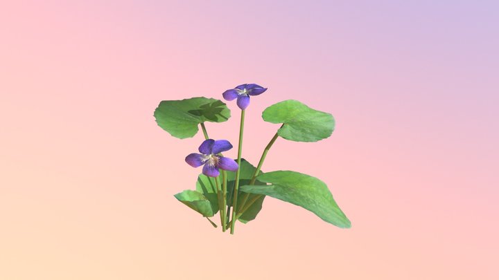 Blue Violet (Viola sororia) 3D Model
