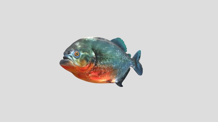 Red Pacu Piranha (Piaractus Brachypomus) 3D Model