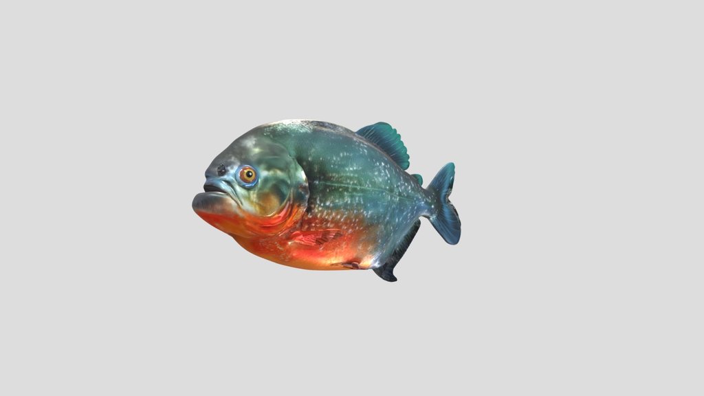 Red Pacu Piranha (Piaractus Brachypomus)