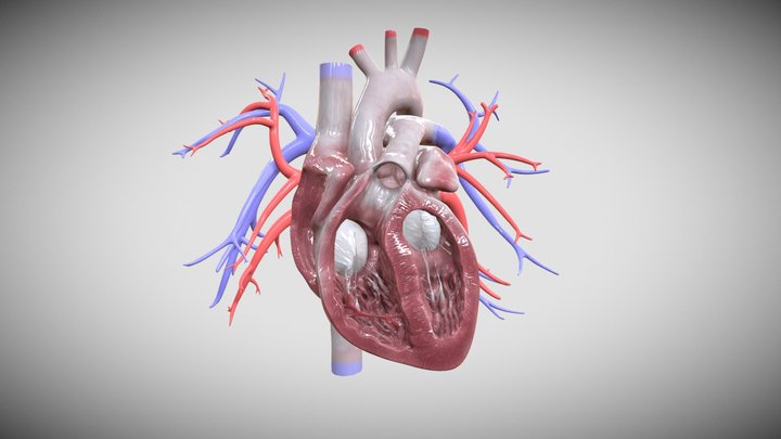 心衰 3D Model