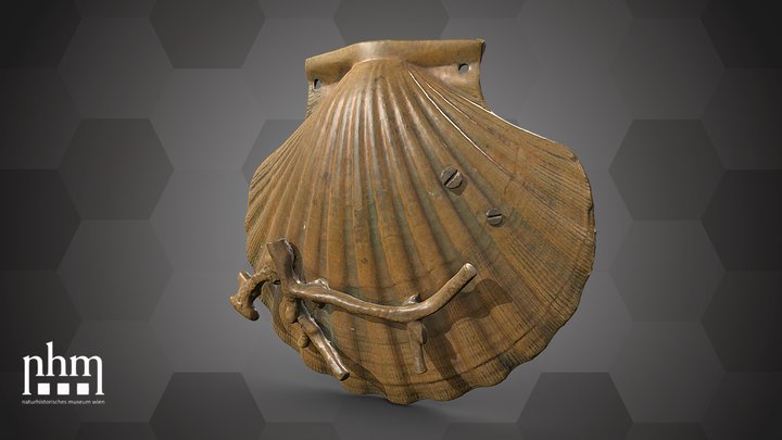 Shell door knocker (NHMW-ZOO-MO-0081100-ETH-094) – Kostenloses 3D-Modell STL