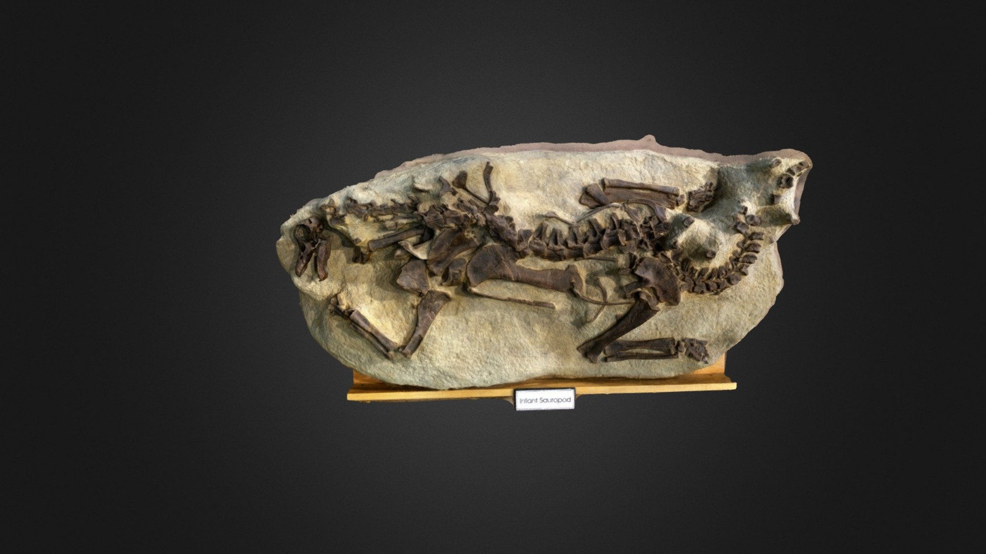Infant Sauropod