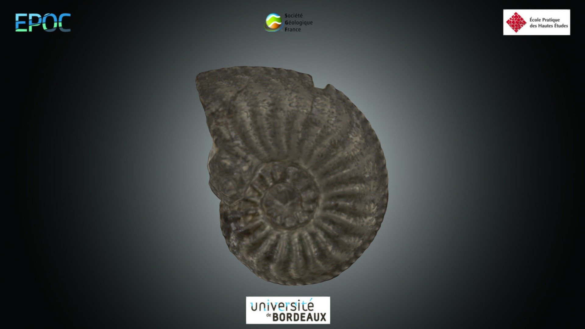 Amaltheus sp.