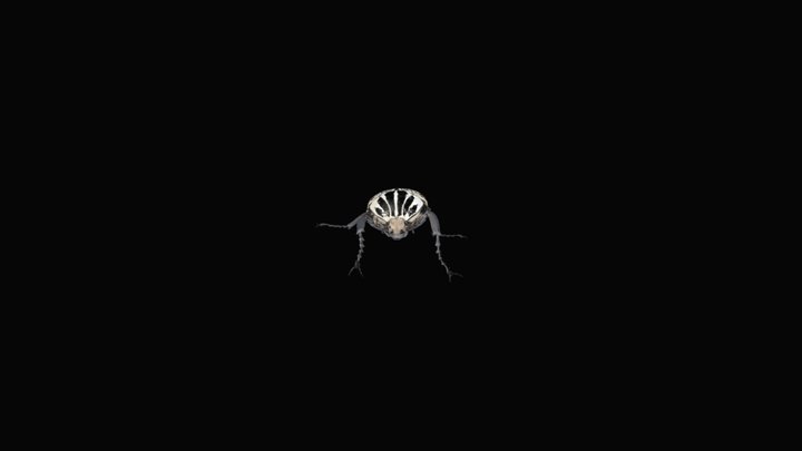 Beetle_Cetoniinae 3D Model