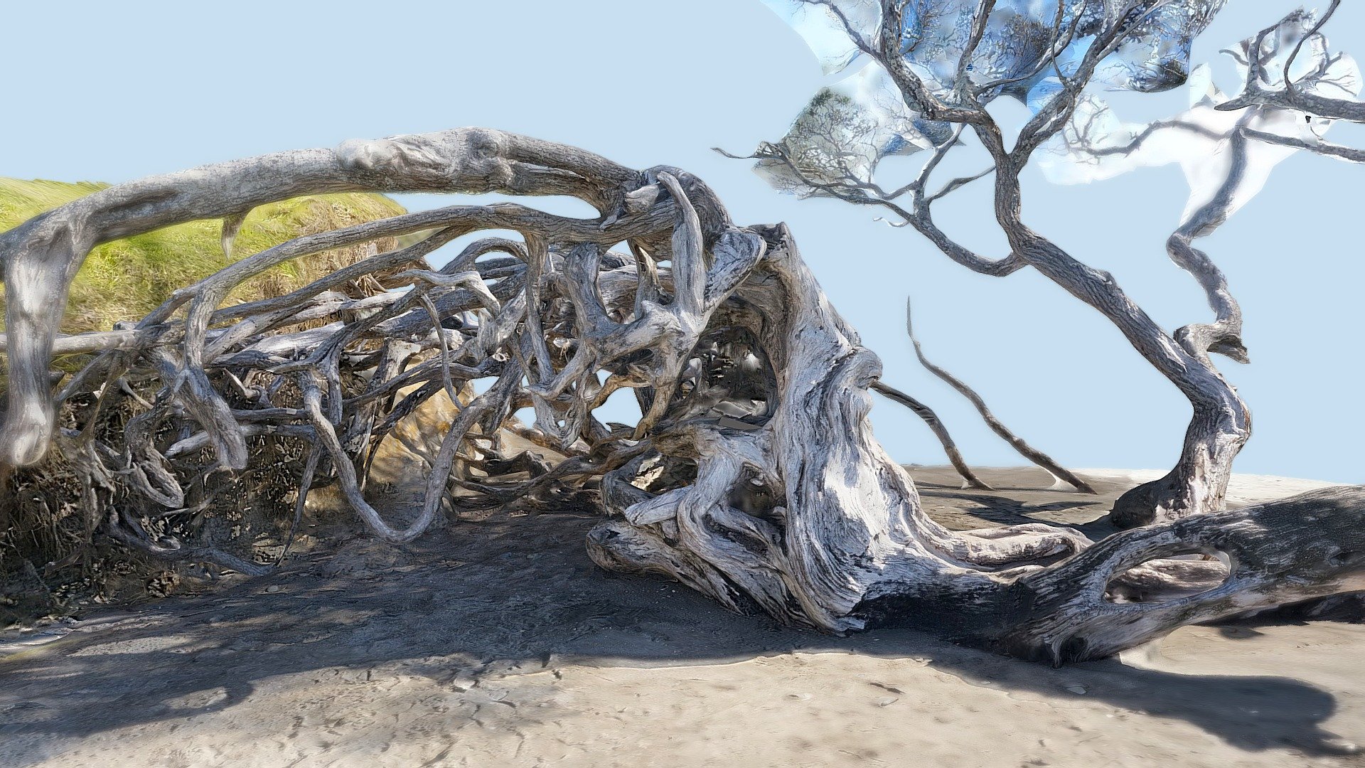 Pohutukawa tree 4