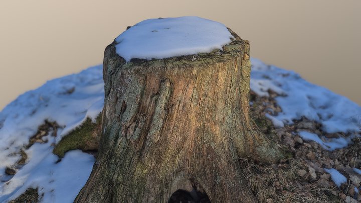 Tree stump - Photogrammetry 3D Model