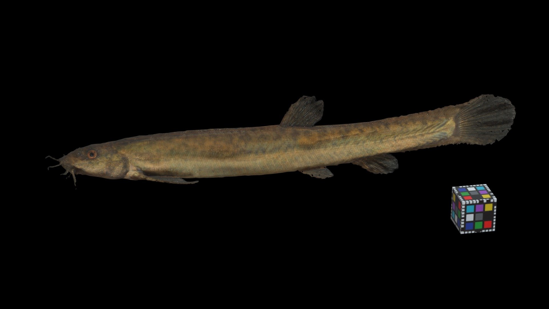 ドジョウ Weather loach, Misgurnus anguillicaudatus