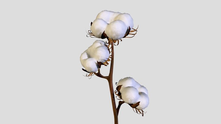 Cotton branch 3D Model