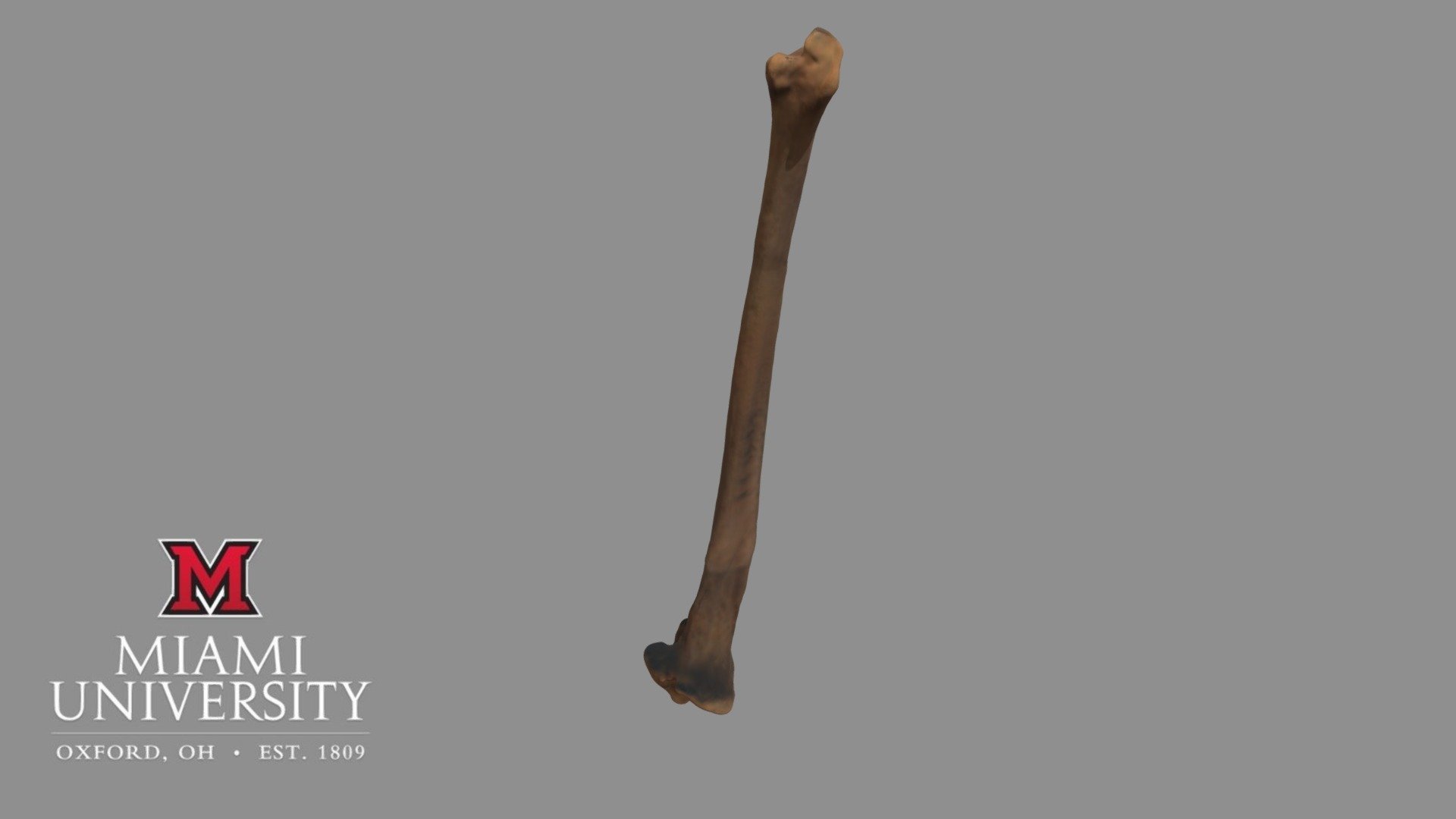 177694 Potto Tibia