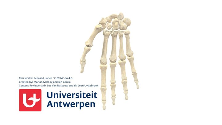 Hand R - Carpus 3D Model