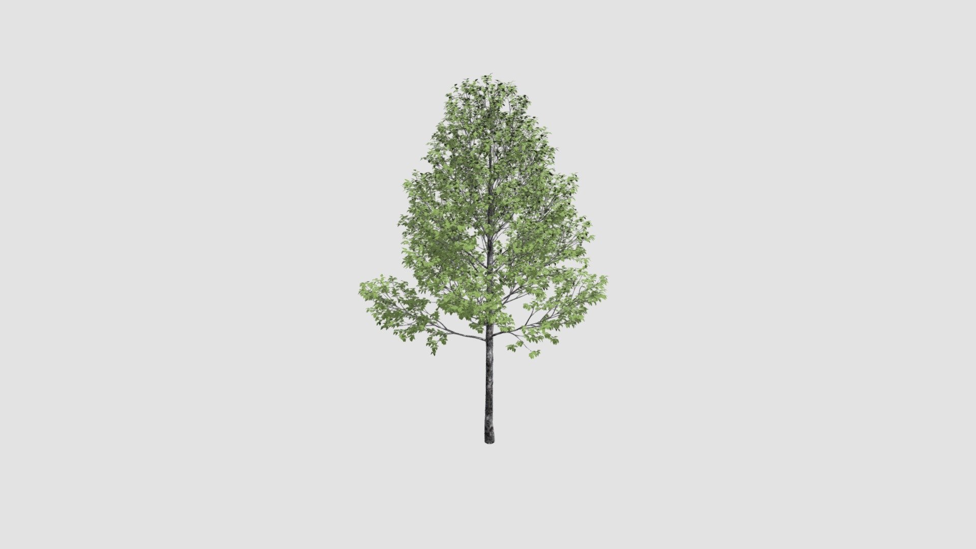 Populus alba - Buy Royalty Free 3D model by Evermotion [6c71eb1 ...