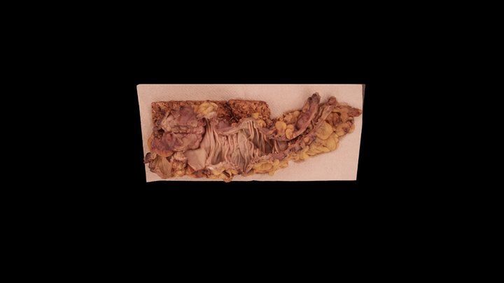 Bowel 2 3D Model