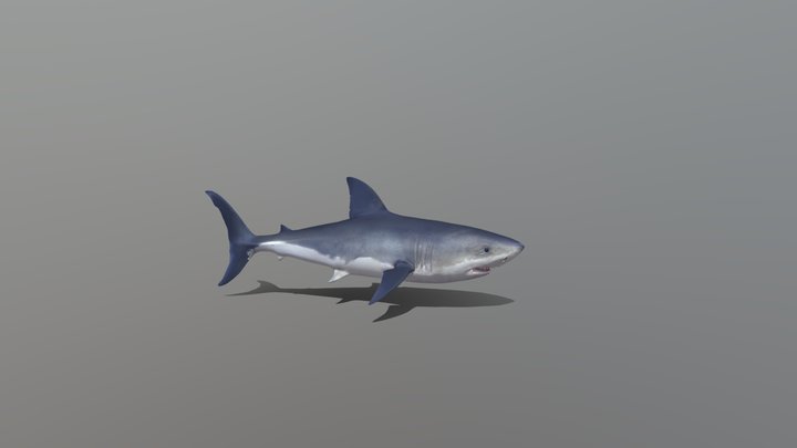 blue white shark demo
