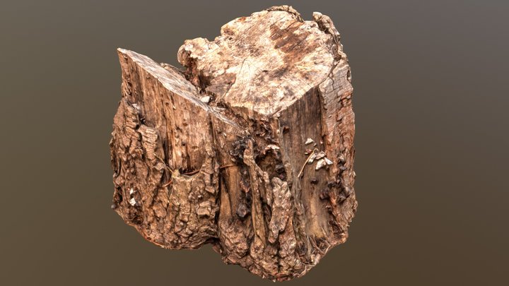 Stump 03 High Poly 3D Model