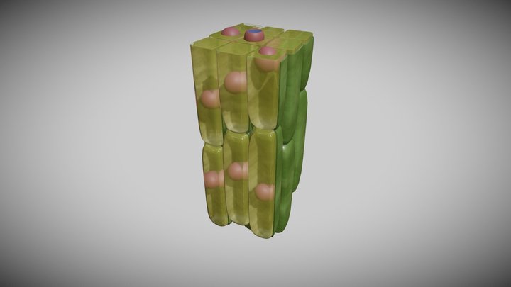 Meristem Cell Group 3D Model