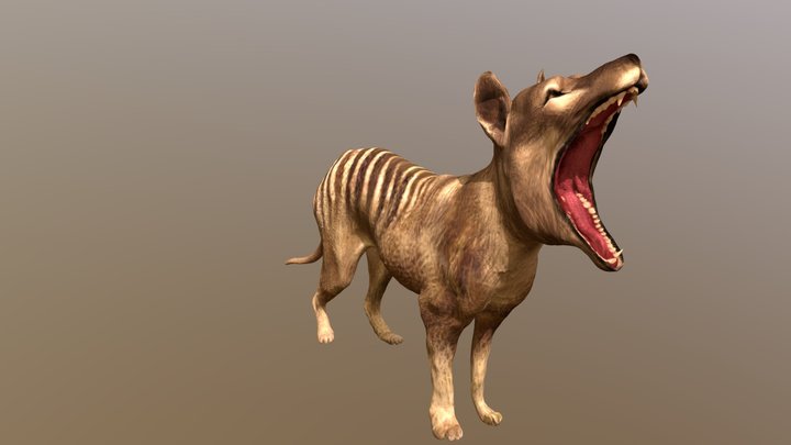 tasmanian tiger thylacine 3D Model