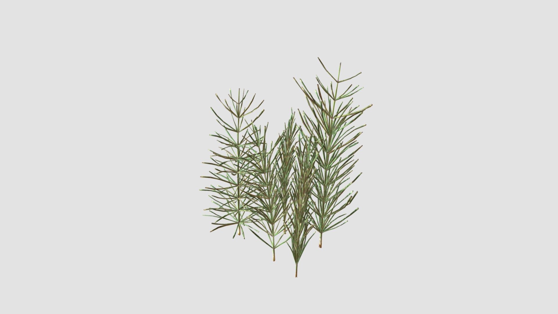 Equisetum arvense — Sketchfab embed 3D viewer