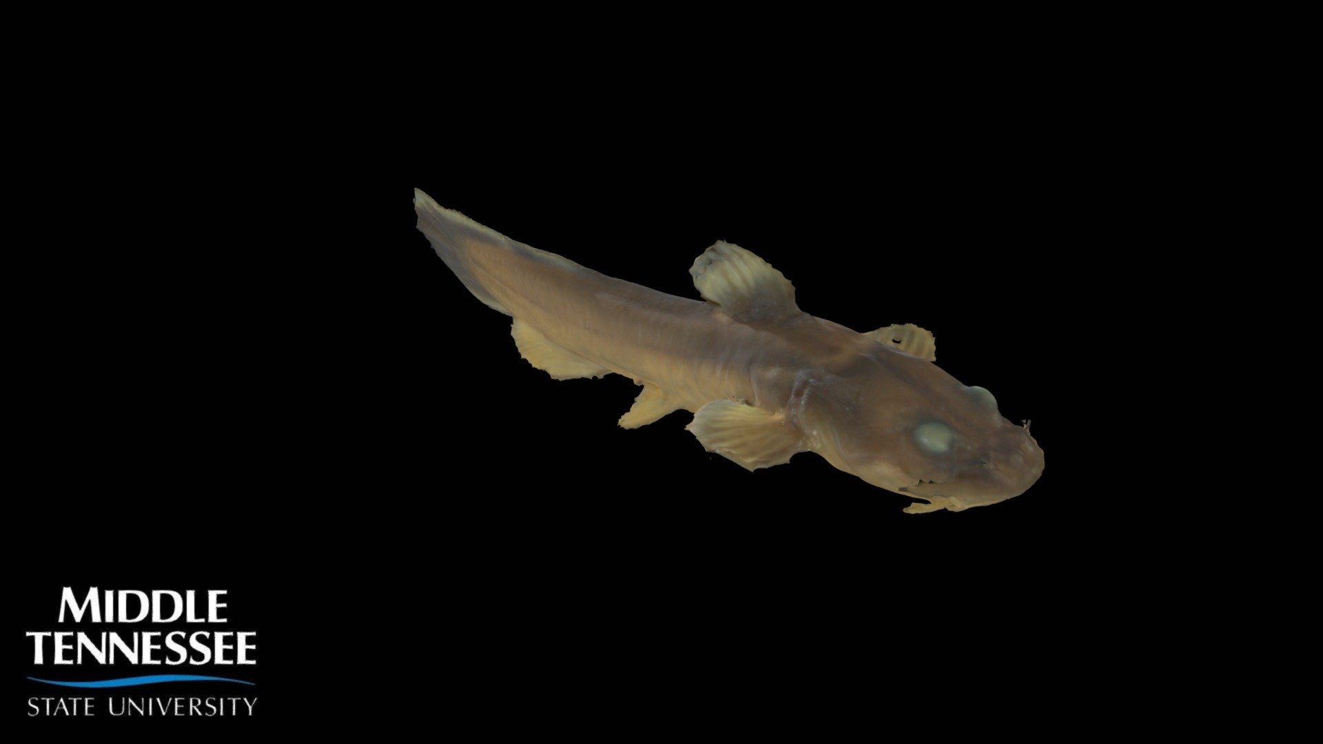 Stonecat Noturus flavus Download Free 3D model by MTSUichthyology