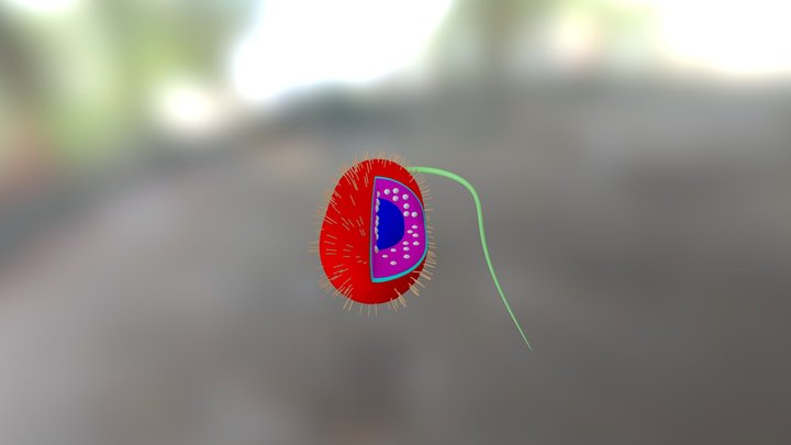 Prokaryote 3D Model