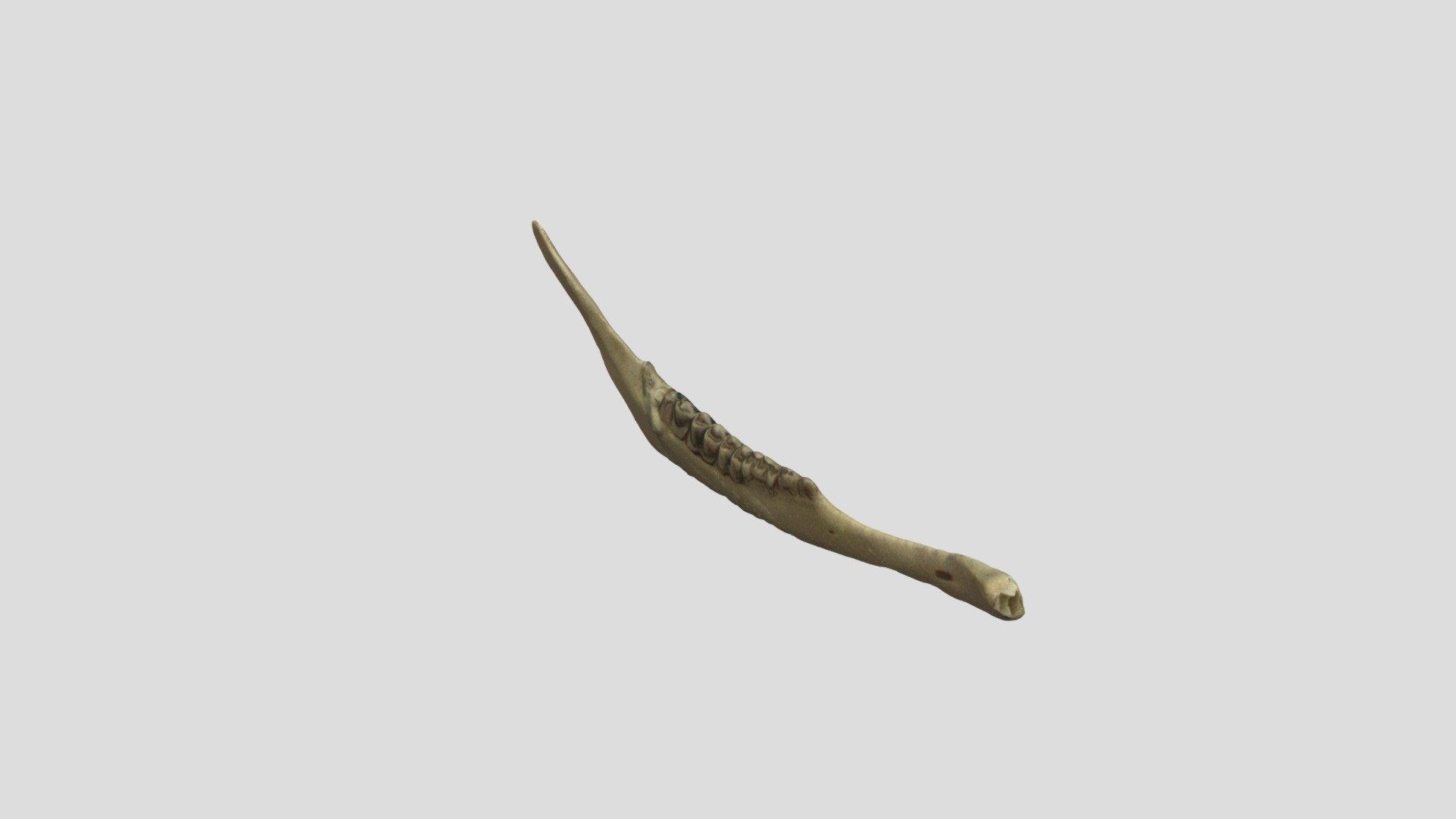 White-tailed deer jaw #B11