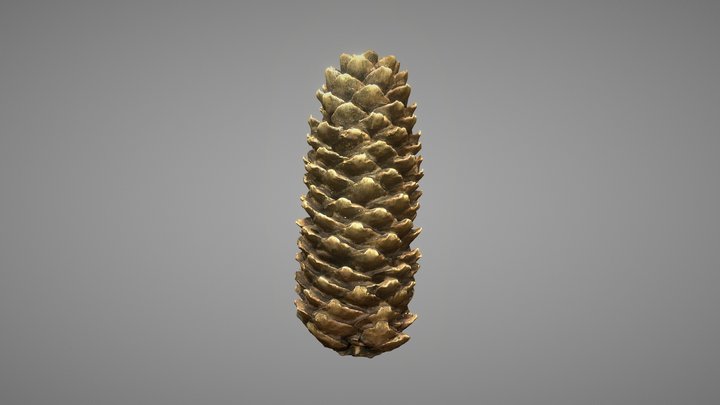 Fir Cone 3D Model