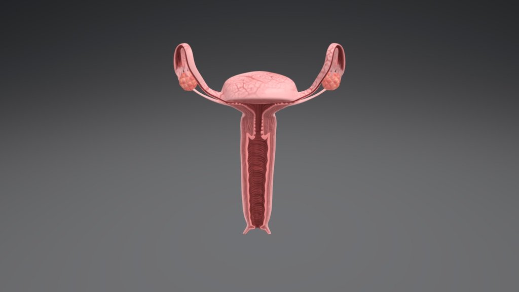 Female Reproductive Organs X Section Download Free 3d Model By Cvallance Cvallance01
