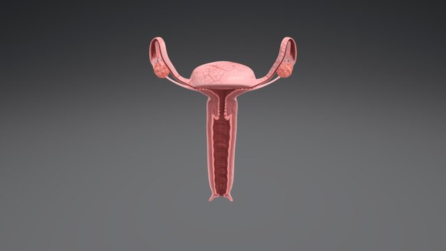 Female Reproductive Organs-X Section 3D Model
