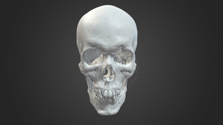 ROJO-HS-2 ヒト 頭骨 Human Skull 3D Model