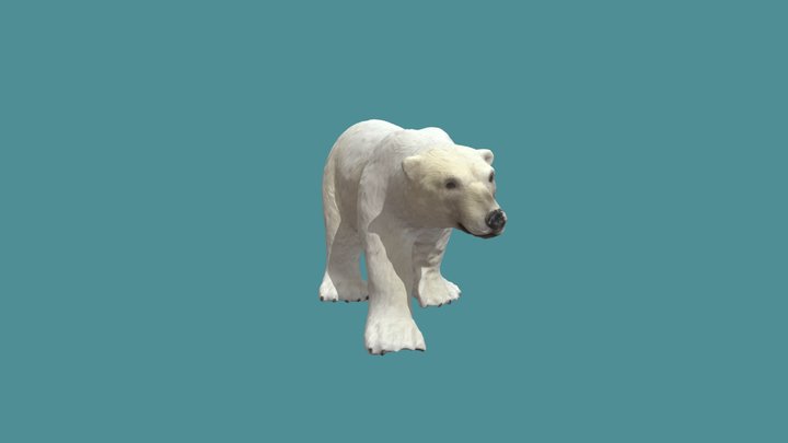 orso polare 3D Model
