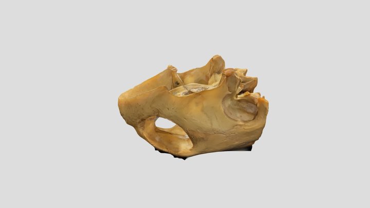 Test Crâne de tortue marine 3D Model