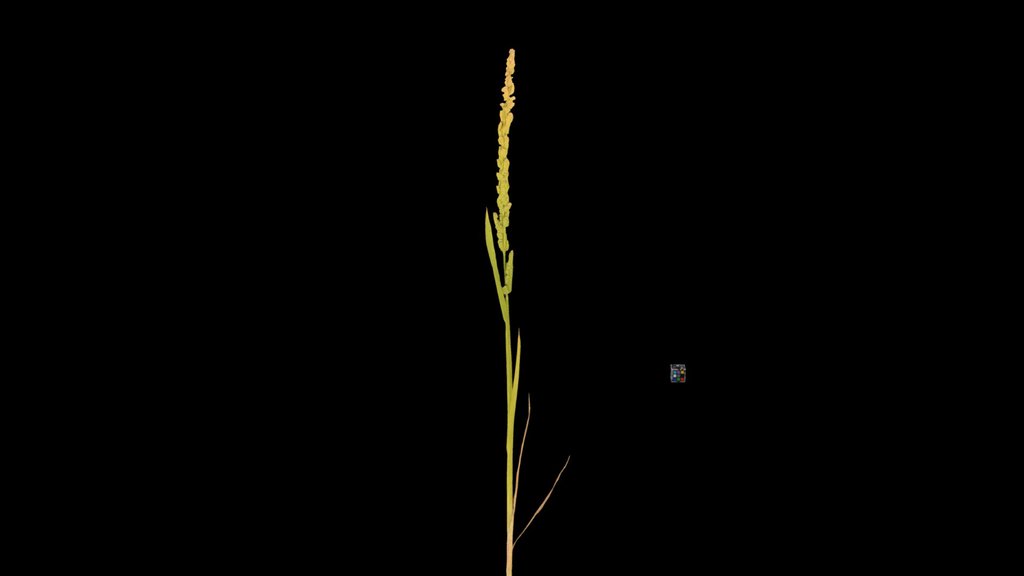 CC0 カズノコグサ Slough Grass, Beckmannia syzigachne