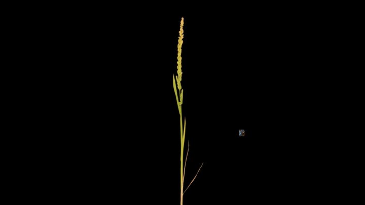 CC0 カズノコグサ Slough Grass, Beckmannia syzigachne – Modello 3D gratuito STL