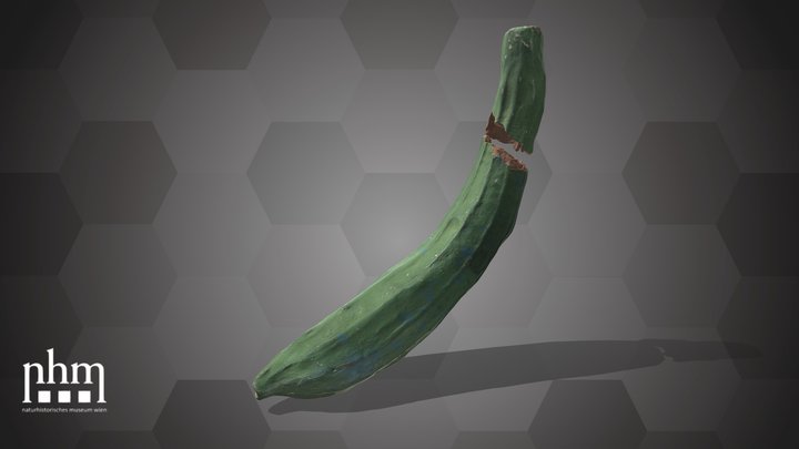 Cucumber (NHMW-AFW-DING-0046-030) – Modello 3D gratuito STL