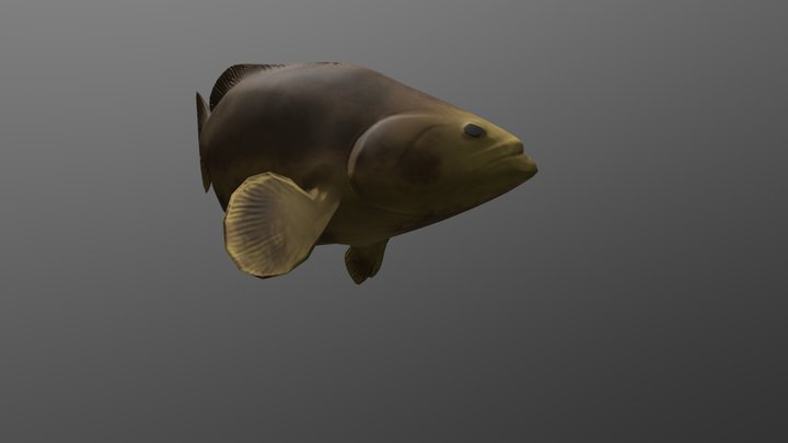 Grouperfish 3D models - Sketchfab