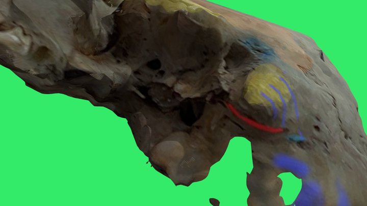 Lateral view Skull  Attachment 3D Model