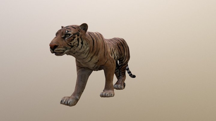 Tiger 3D Model