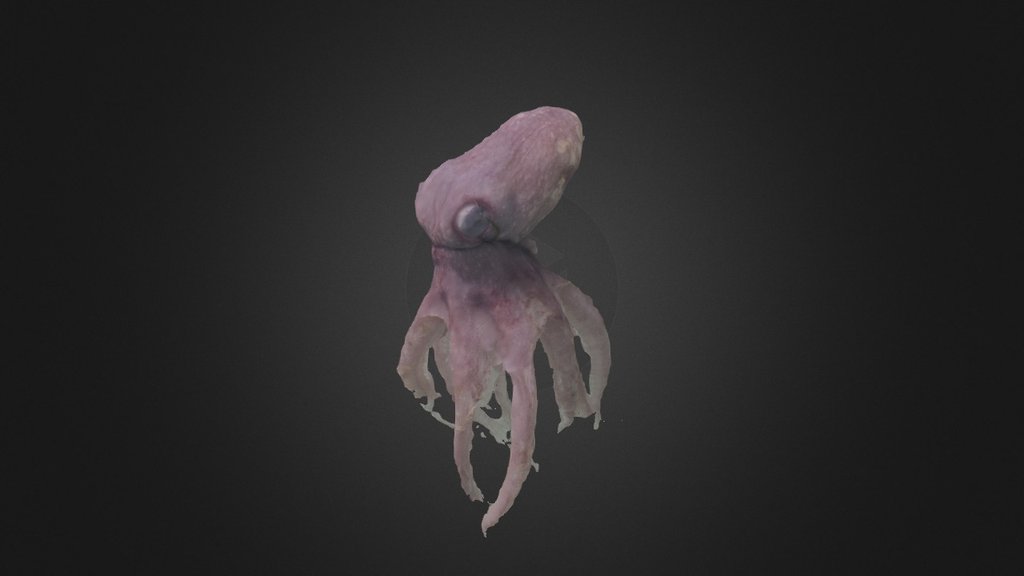 Octopus