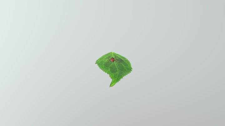 ant and leaf 3D Model