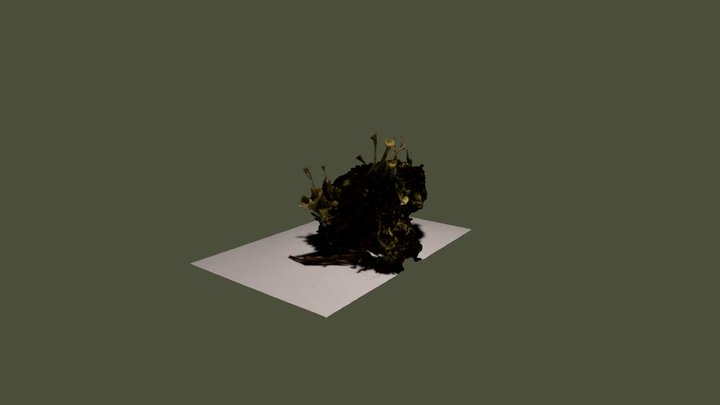Lichen test-0 3D Model