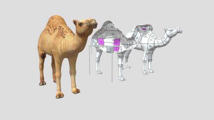 camel_sketchfab 3D Model