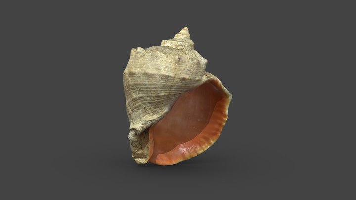 shell 3D Model
