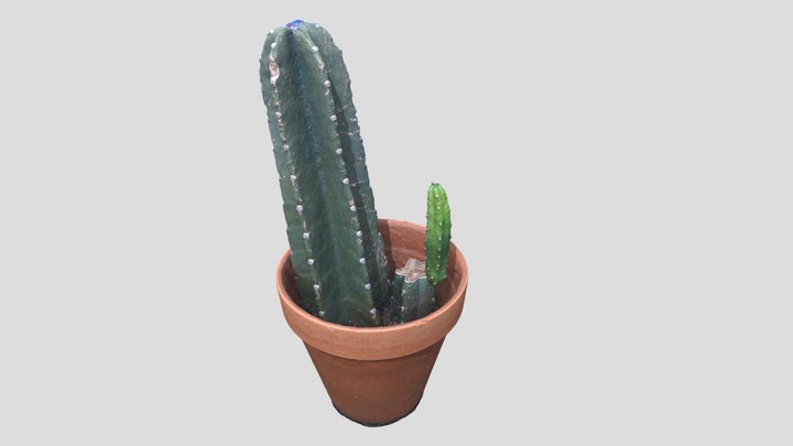 Double Cactus! Work In Progress 3D Model