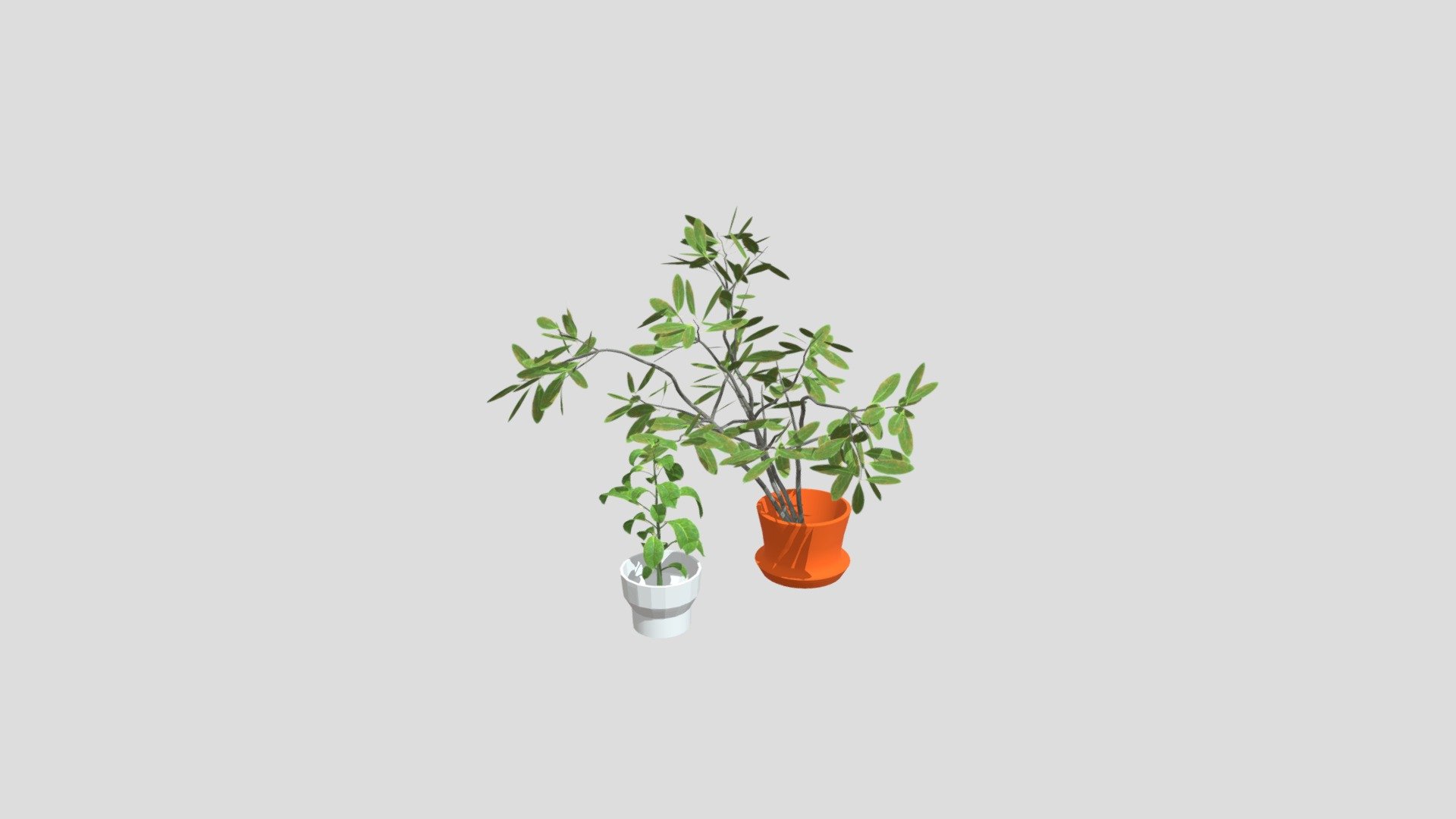 House Plant Potted Interior