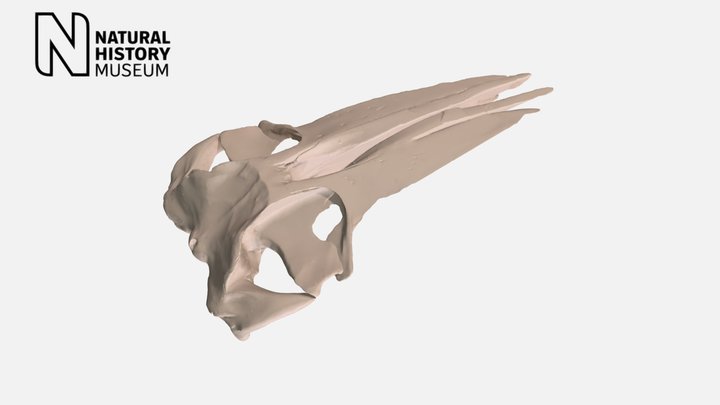 Fin whale cranium – Kostenloses 3D-Modell STL