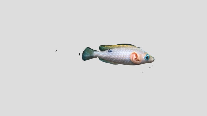 Newfish 3D Model