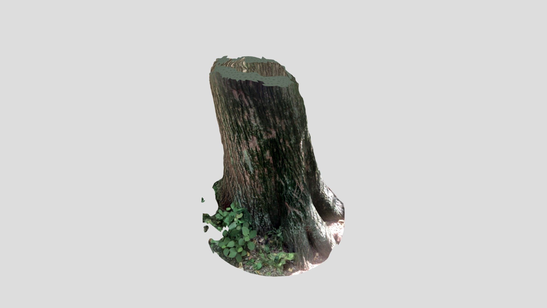 Large tree in a park