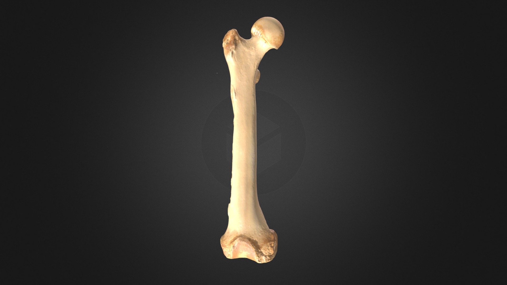 Pongo pygmaeus, femur (right hindlimb)